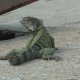 11- Un iguane sur le quai 